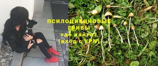 сатива Алзамай